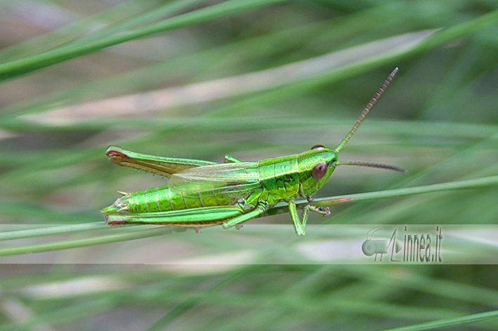 Piccola cavalletta: Euthystira brachyptera